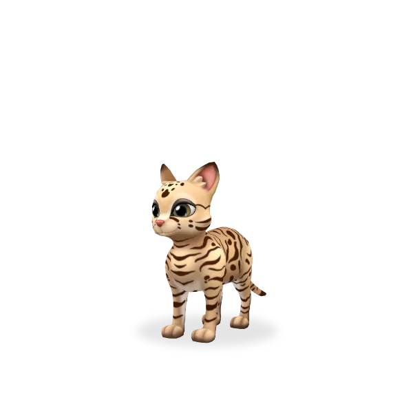 Black-footed Cat